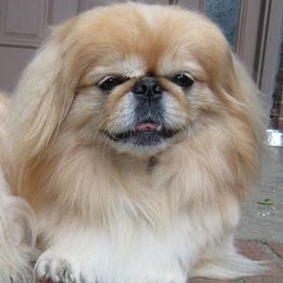 Pooch - Pekingese