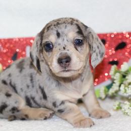 Fritz - Black and cream male Dachshund puppy in Bellville, Ohio from JK Mini Doxies