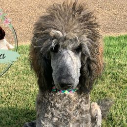 Goldendoodles, Labradoodles, Poodles, and Sheepadoodles from Osage Puppies LLC