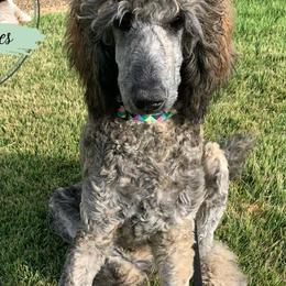 Goldendoodles, Labradoodles, Poodles, and Sheepadoodles from Osage Puppies LLC