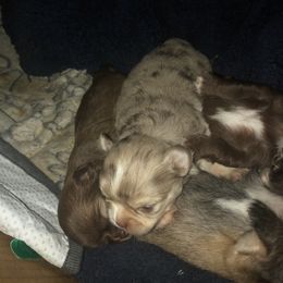 Barney - Merle male Chihuahua puppy in Amelia, Virginia from Pannell’s Precious Pups