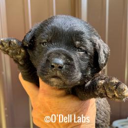 Perdita - Black female Labrador Retriever puppy in Sullivan, Missouri from O’Dell Labs