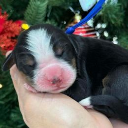 Drake - Tri-color male Bernese Mountain Dog puppy in Yuciapa, California from AlltheDoodlez_