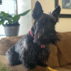 Wesley - Scottish Terrier