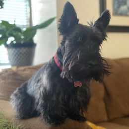 Wesley - Scottish Terrier