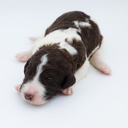 Bernedoodle, Saint Berdoodle, and Sheepadoodle Puppies from Yankee Doodle Puppies