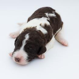 Bernedoodle, Saint Berdoodle, and Sheepadoodle Puppies from Yankee Doodle Puppies