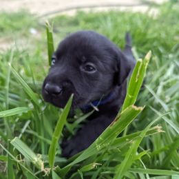 Dilute Retriever and Labrador Retriever Puppies from LC Hunting Labs, LLC.