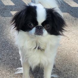 Snowball - Japanese Chin