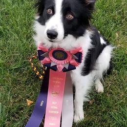 Border Collies from Rising Moon Border Collies