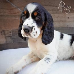 Girl 2 - Black white and tan female English Springer Spaniel puppy in Great Falls, Montana from Big Sky Springers