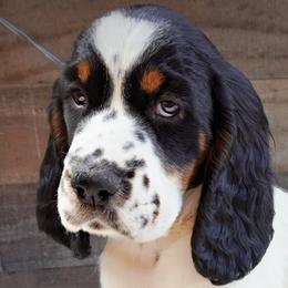 Girl 2 - Black white and tan female English Springer Spaniel puppy in Great Falls, Montana from Big Sky Springers