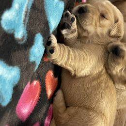 Golden Retriever Puppies from Golden Wise