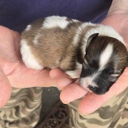 Boy 1 - White and sable male Papillon puppy in Forest City, North Carolina from Eastern Papillions