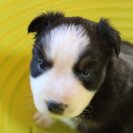 Chilli - Black tri-color female Australian Shepherd puppy in Sonoita, Arizona from Gardner Canyon Kennels