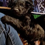 Mudi Puppies from Menagerie Mudis & More