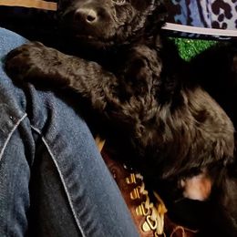 Mudi Puppies from Menagerie Mudis & More