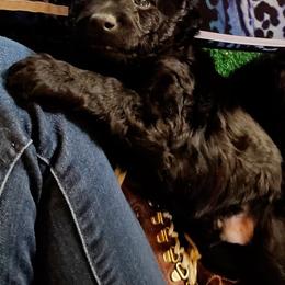 Mudi Puppies from Menagerie Mudis & More