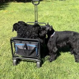 Giant Schnauzer puppies from CVS Giant Schnauzers