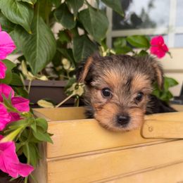 Male 1 - Black and tan male Morkie puppy in Ludlow, Missouri from Countryside Doodles and Mohr