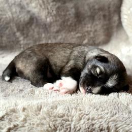 Wrangler - Agouti and white male Siberian Husky puppy in Corvallis, Montana from Double H Siberians