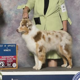 Australian Shepherds from Artistic Australian  Shepherds