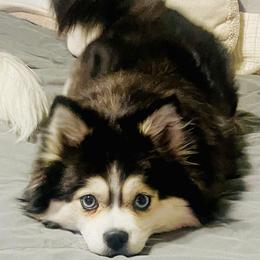 Oakley - Pomsky