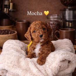 Mocha - Red  male Poodle puppy in Modesto, California from Oso’s Red Toy, Mini, & Standard Poodles