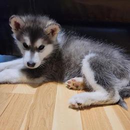 Alaskan Malamute Puppies from New River Valley Malamutes