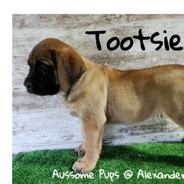 Australian Shepherd and Mastiff Puppies from Aussome Pups at Alexander Farm