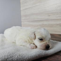 Maltipoo puppies from Twig & Tail Puppies