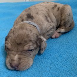 Boy 7 - Red merle male Catahoula Leopard Dog puppy in Gadsden, Alabama from Rich Cat’s