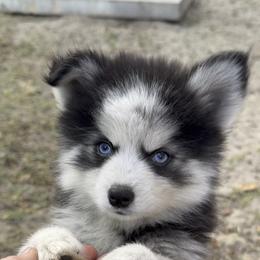 Dasher - Black and white male Pomsky puppy in Spring Hill, Florida from PDQ Pomskies