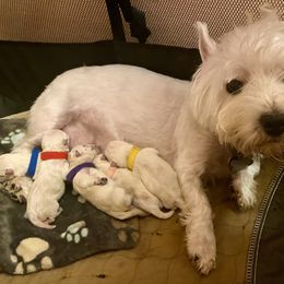 Male 2 - White male West Highland White Terrier puppy in Jefferson, North Carolina from McGuire’s High Country Terriers