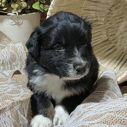 Riven (has tail) - Black tri-color male Australian Shepherd puppy in Butler, Georgia from Aussies at Howling Hill Farm