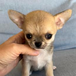 Tiny Eve - Fawn female Chihuahua puppy in Spring Hill, Florida from Stardom Chihuahuas & CKCS