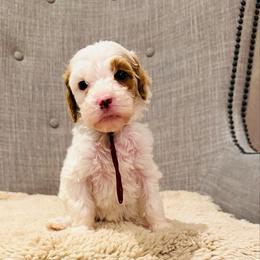 Burgundy Collar - Parti female Goldendoodle puppy in Miami, Florida from GoldStar Doodles USA