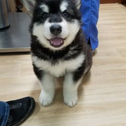 Alaskan Malamute Puppies from ArctiCircle Alaskan Malamutes
