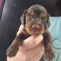 Professor - Chocolate and tan male Dachshund puppy in Bigfork, Minnesota from Long Ears and Long Dogs Ranch