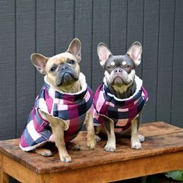 French Bulldog All Grown Up from Field of Frenchies