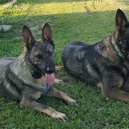 German Shepherds from Moonglow Shepherds