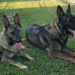 German Shepherds from Moonglow Shepherds