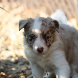 Kagami - Red merle female Border Collie puppy in Tiskilwa, Illinois from First Harmony Farms