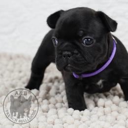 Girl 5 - Brindle female French Bulldog puppy in Schaumburg, Illinois from A & B French Bulldogs