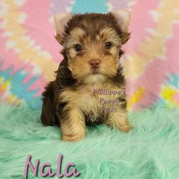 Nala - Chocolate and tan female Yorkshire Terrier puppy in Adair, Oklahoma from Phillippe's Puppy Paws