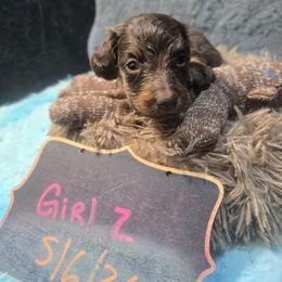 Ginger - Chocolate and tan female Dachshund puppy in Bigfork, Minnesota from Long Ears and Long Dogs Ranch
