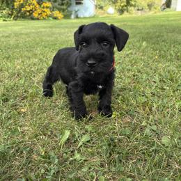 Teddy - Black male Miniature Schnauzer puppy in Maynard, Minnesota from Linda Maus