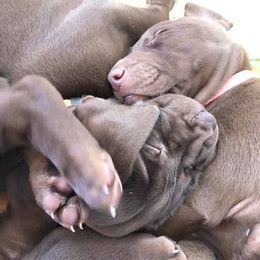 Labrador Retriever and Weimaraner Puppies from Kathy Welle
