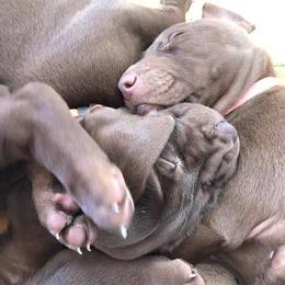 Labrador Retriever and Weimaraner Puppies from Kathy Welle