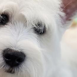 West Highland White Terriers from Bred with H.E.A.R.T.